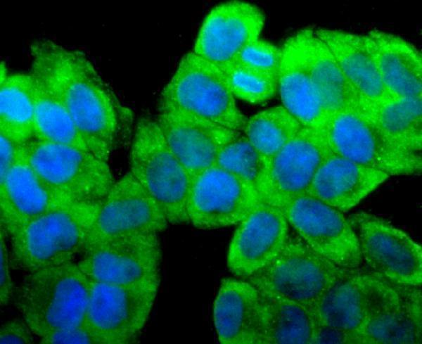 ICC staining RPSA in Hela cells (green)