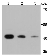 Western blot analysis of RPSA on different lysates using anti-RPSA antibody at 1/1,000 dilution