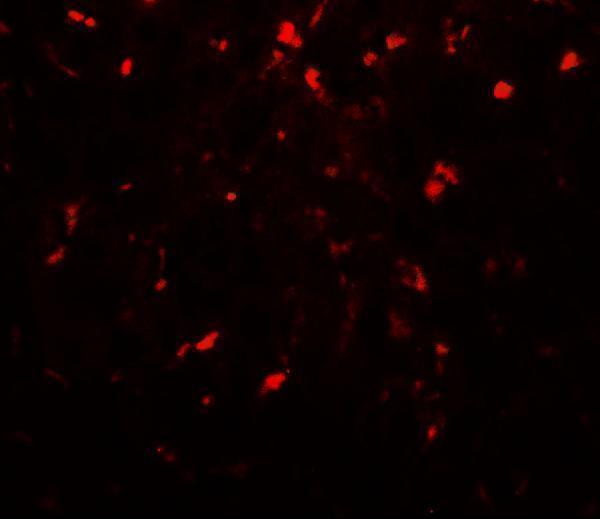 Immunofluorescence of RPSA in mouse liver tissue with RPSA antibody at 20 μg/mL