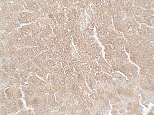 Immunohistochemistry of RPSA in mouse liver tissue with RPSA antibody at 5 μg/mL