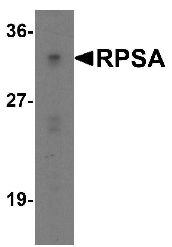 Western blot analysis of RPSA in Caco-2 cell lysate with RPSA antibody at 1 μg/ml