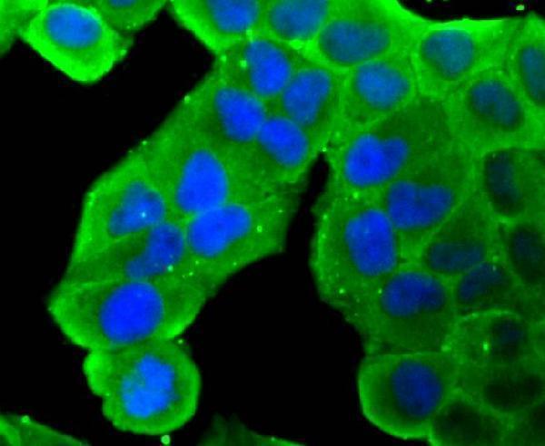 ICC staining Hsp90 beta in Hela cells (green)