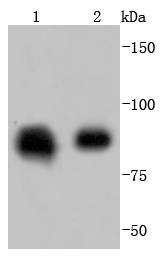 Western blot analysis of Hsp90 beta on different lysates using anti-Hsp90 beta antibody at 1/1,000 dilution