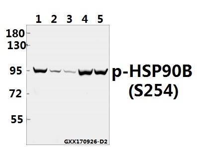 a01692s254 hsp90ab1 primary antiboties wb testing 1