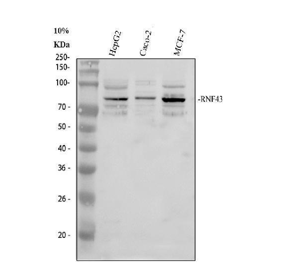 a01694 1 rnf43 primary antibodies wb testing 1_1