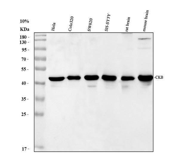 a01695 1 ckb primary antibodies wb testing 1
