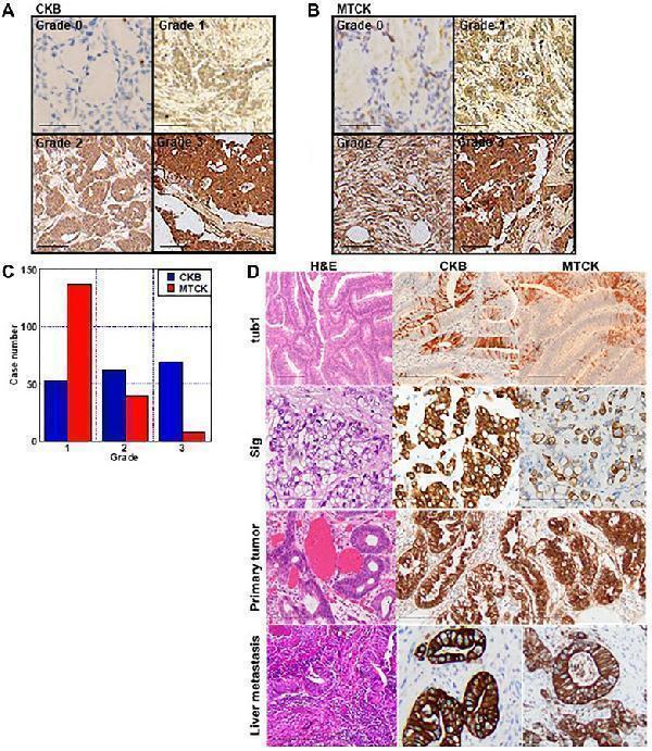 a01695 1 oncotarget 14 28436 g001