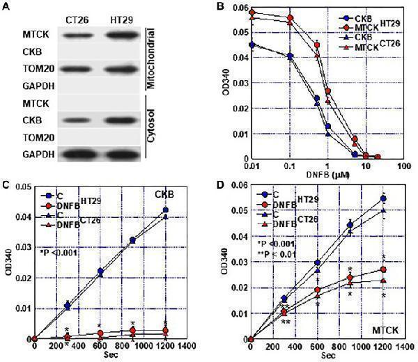 a01695 1 oncotarget 14 28436 g002