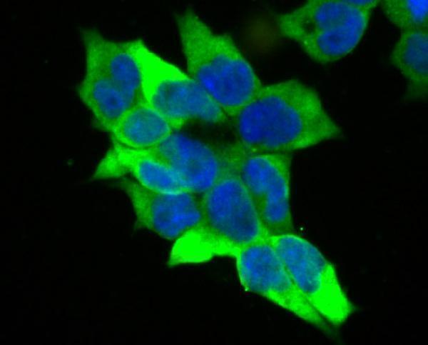 ICC staining Creatine kinase B type in 293T cells (green)