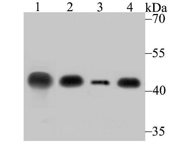 Western blot analysis of Creatine kinase B type on different lysates using anti-Creatine kinase B type antibody at 1/500 dilution