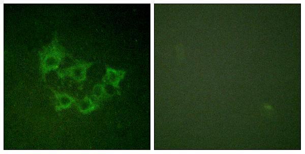 a01696t290 1 map3k8 primary antibodies if testing 6