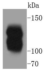 a01697 1 mylk primary antiboties wb testing 1