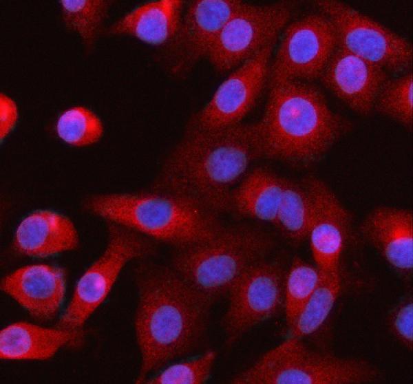 a01697 2 mylk primary antibodies if testing 1
