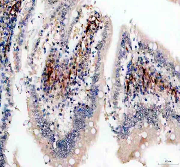 a01697 2 mylk primary antibodies ihc testing 1