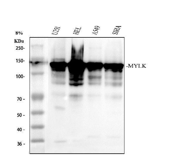 a01697 2 mylk primary antibodies wb testing 1