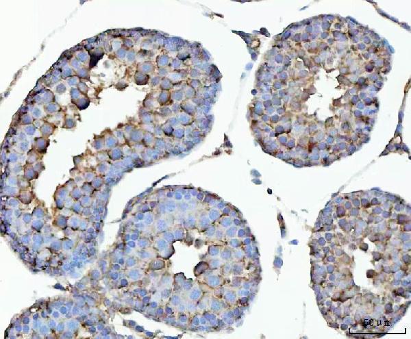  IHC analysis of GHRH using anti-GHRH antibody (A01699-1)