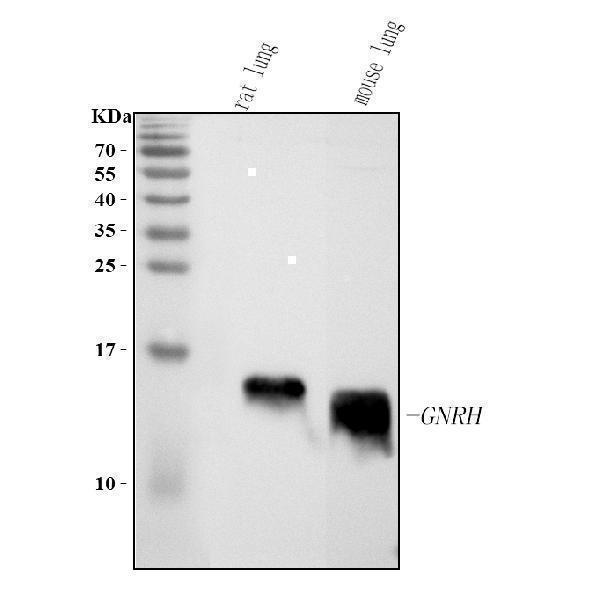  Western blot analysis of GHRH using anti-GHRH antibody (A01699-1)