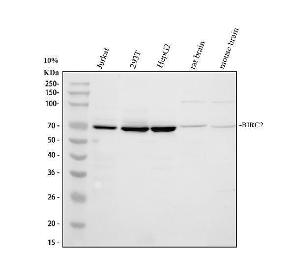 a01700 1 birc2 primary antibodies wb testing 1