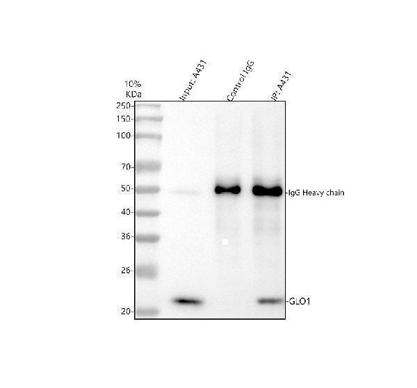 a01703 1 glo1 primary antibodies ip testing 8