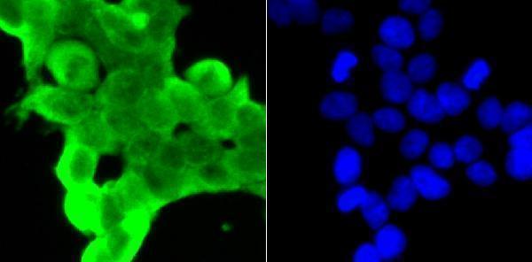 ICC staining GLO1 in 293T cells (green)