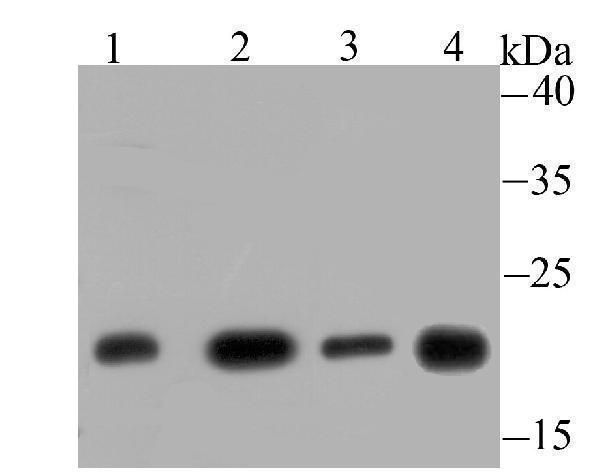 Western blot analysis of GLO1 on different lysates using anti-GLO1 antibody at 1/500 dilution