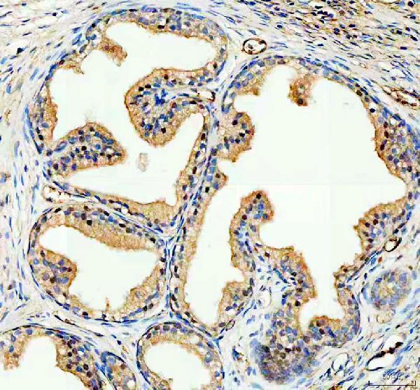  IHC analysis of NCOA2 using anti-NCOA2 antibody (A01706-2)