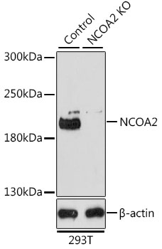 Western blot analysis of extracts from normal  and NCOA2 knockout  293T cells, using NCOA2 antibody  at 1:1000 dilution