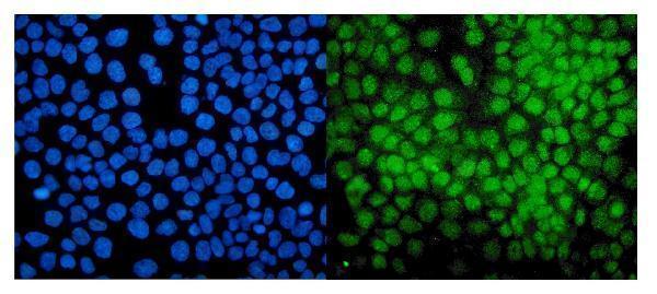 a01707 pias1 primary antibodies if testing 2