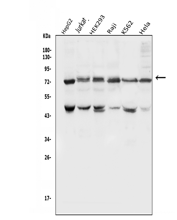 a01707 pias1 primary antibodies wb testing 1