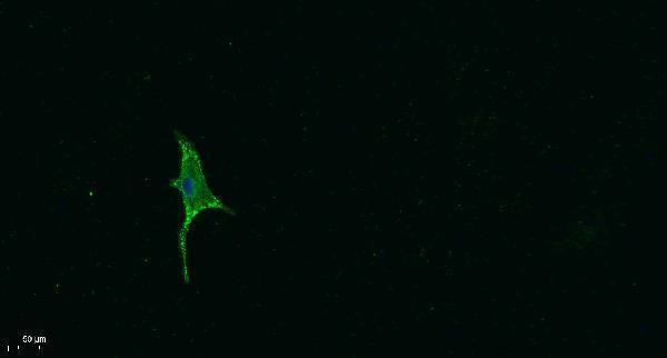 a01710 1 ghrl primary antibodies if testing 1
