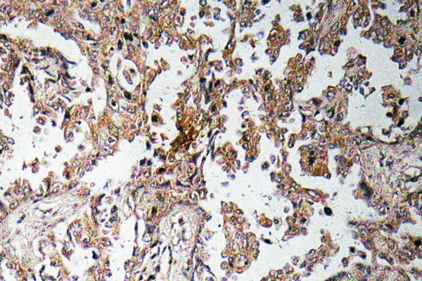 a01710 1 ghrl primary antibodies ihc testing 4