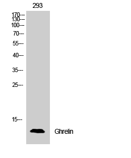 a01710 1 ghrl primary antibodies wb testing 2