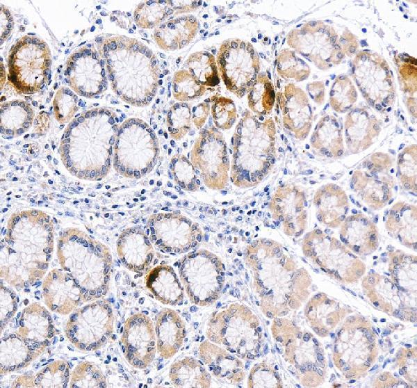 a01710 2 ghrl primary antibodies ihc testing 2