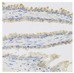 a01712 insl3 primary antiboties ihc testing 1
