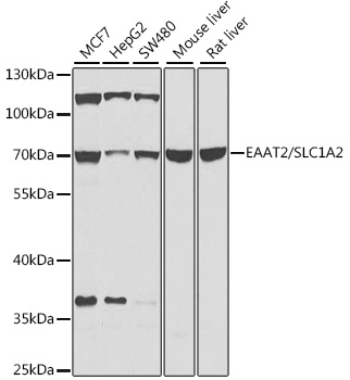 a01713 slc1a2 primary antiboties wb testing 1