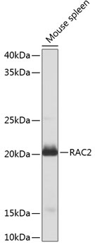 a01714 1 rac2 primary antiboties wb testing 1