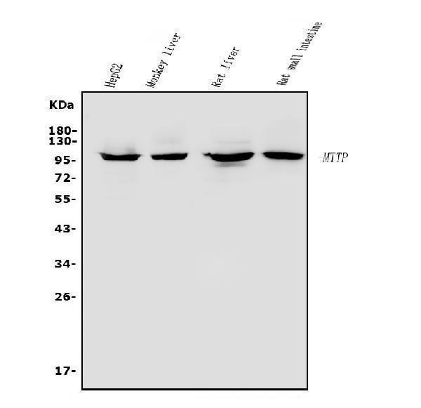 a01715 1 mttp primary antibodies wb testing 1