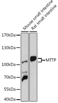 a01715 mttp primary antiboties wb testing 1