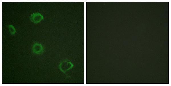 a01716y457 1 ifngr1 primary antibodies if testing 4