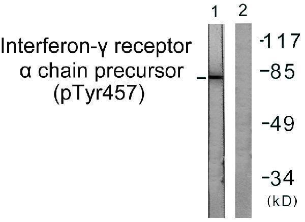 a01716y457 1 ifngr1 primary antibodies wb testing 2