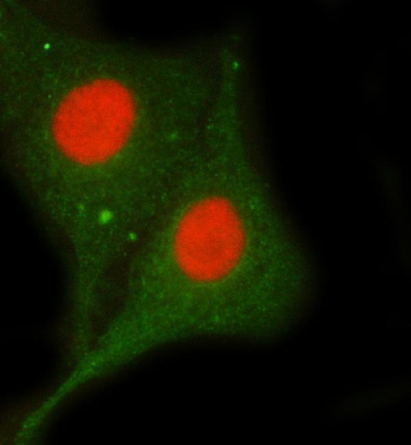 a01717 1 khdrbs1 primary antibodies if testing 10