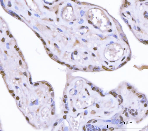  IHC analysis of Sam68/KHDRBS1 using anti-Sam68/KHDRBS1 antibody (A01717-1)