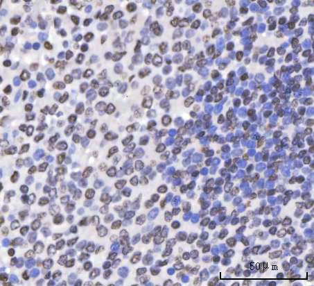 a01717 1 khdrbs1 primary antibodies ihc testing 4