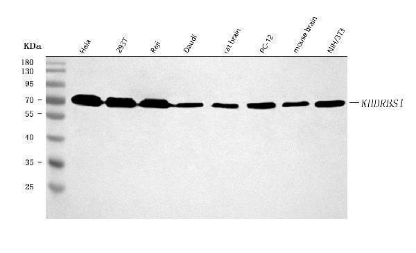  Western blot analysis of Sam68/KHDRBS1 using anti-Sam68/KHDRBS1 antibody (A01717-1)