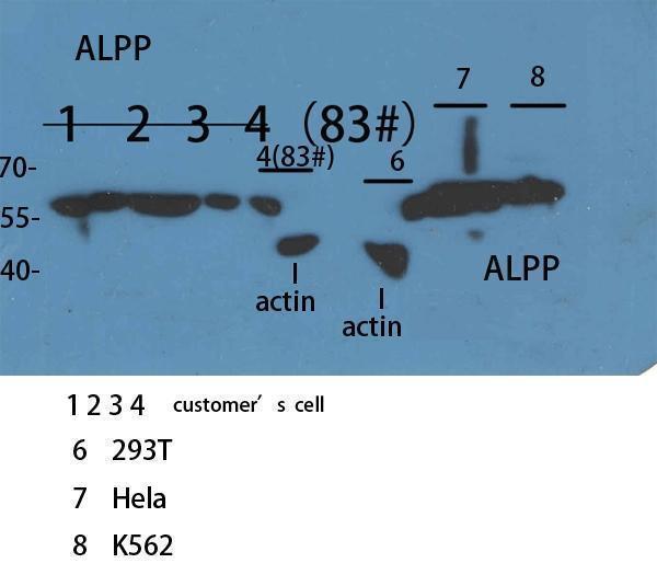 a01718 1 alpp primary antibodyes wb testing 2