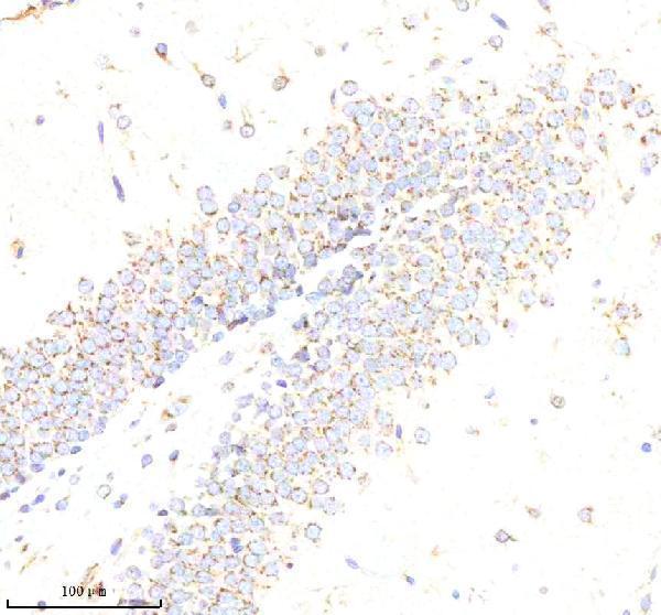 a01719 abr primary antibodies ihc testing 4