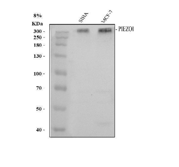 Western blot analysis of Piezo1 using anti-Piezo1 antibody (A01721-1)