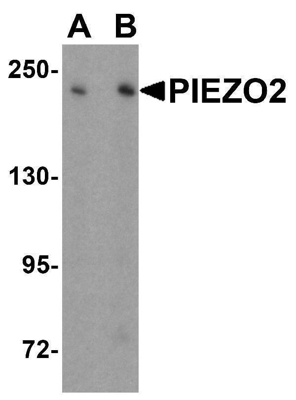 a01721 piezo2 primary antibodies wb testing 1