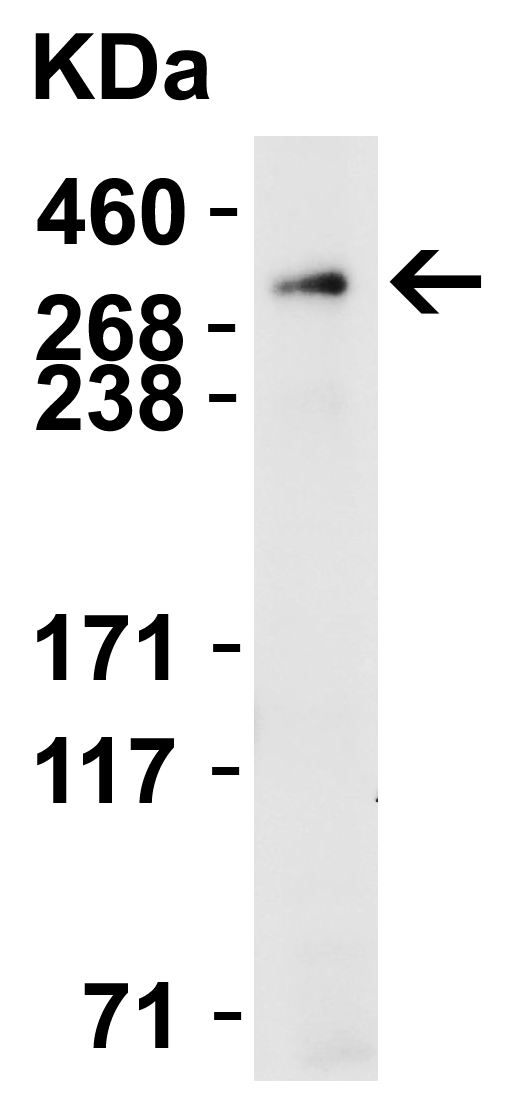 a01721 piezo2 primary antibodies wb testing 2