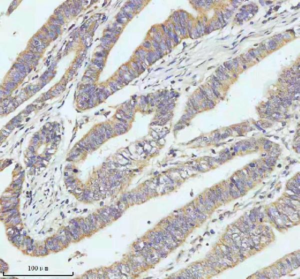 a01722 gclc primary antibodies ihc testing 3